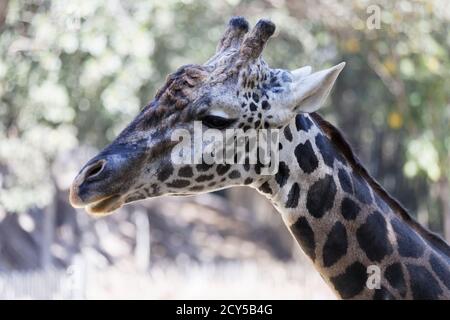 Maasai Giraffen im Los Angeles Zoo Stockfoto