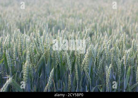 Junger grüner Weizen wächst auf dem Feld, eine wunderbare Ernte von Getreide in Dornen. Stockfoto