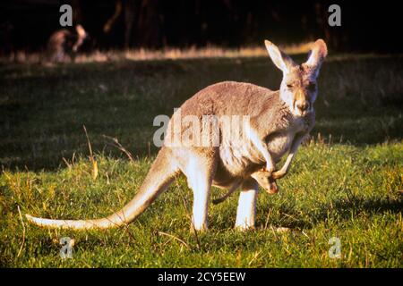 1990er SINGLE ROT KANGAROO Macropus rufus WEIBLICHE SÄUGETIER MUTTER SUCHEN BEI DER KAMERA MIT JUNGEN JOEY IN POUCH AUSTRALIEN - KZ2389 LAN001 HARS SYMBOLISCH TRUG KÄNGURUS MACROPUS SÄUGETIER MÜTTER RIM SÜD PAZIFIK INDIGENE ALTMODISCHE PAZIFIK RIM Stockfoto