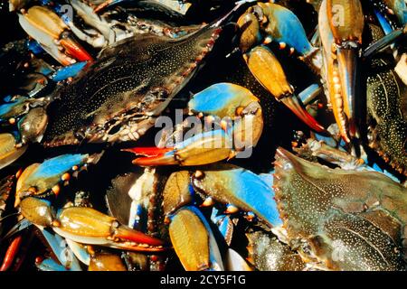 2000er GRUPPE VON BLAUKRABBEN Callinectes sapidus GEFUNDEN IM ATLANTIK UND GOLFKÜSTEN REGIONEN - KZ5151 MET001 HARS MEERESFRÜCHTE Stockfoto