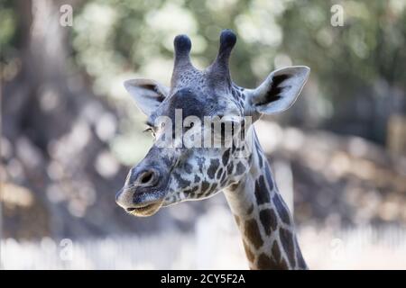 Maasai Giraffen im Los Angeles Zoo Stockfoto