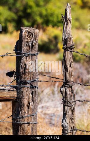 In der Nähe von Stacheldraht zaun & Holzzaun Post; Ranch in Colorado, USA Stockfoto