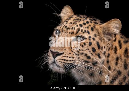 Erwachsene Amur Leopard auf schwarzem Hintergrund Stockfoto