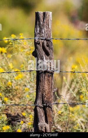 In der Nähe von Stacheldraht zaun & Holzzaun Post; Ranch in Colorado, USA Stockfoto