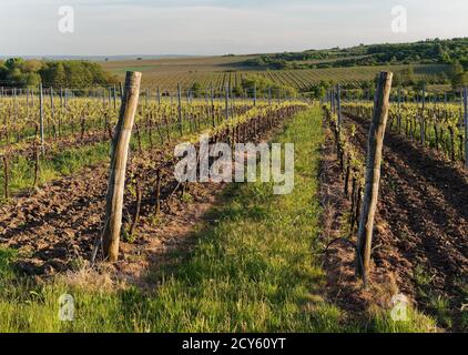 Landschaft mit dem Weinberg, Weingut in Südmähren, Tschechische republik in Europa, typische Landschaft mit Weingärten und Straßen, Hügel und Natur Stockfoto