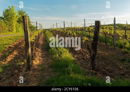 Landschaft mit dem Weinberg, Weingut in Südmähren, Tschechische republik in Europa, typische Landschaft mit Weingärten und Straßen, Hügel und Natur Stockfoto