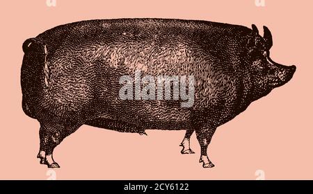 Berkshire Wildschwein in Seitenansicht isoliert auf einem hellrosa Hintergrund, nach einer antiken Illustration aus dem 19. Jahrhundert. Kann in Ebenen bearbeitet werden Stock Vektor