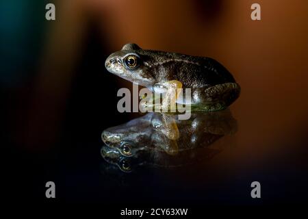 Froglet des Frosches (Rana temporaria) mit Reflexion Stockfoto