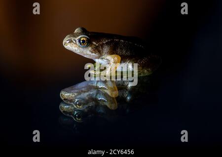 Froglet des Frosches (Rana temporaria) mit Reflexion Stockfoto