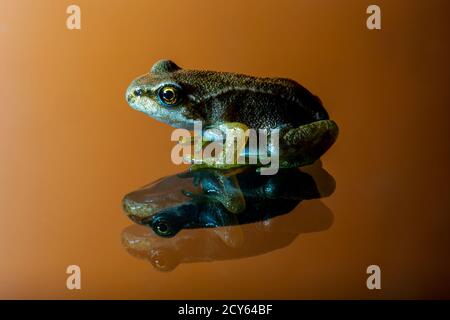 Seitenansicht des Froglets des Frosches (Rana temporaria) Mit Reflexion auf orangefarbenem Hintergrund Stockfoto