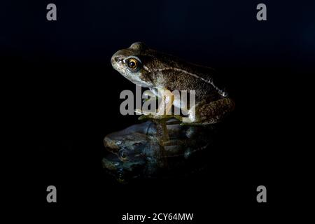 Seitenansicht des Froglets des Frosches (Rana temporaria) Mit Reflexion auf schwarzem Hintergrund Stockfoto