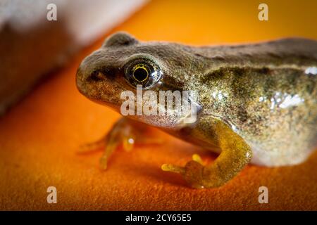 Froglet des Frosches (Rana temporaria) Seitenansicht des Kopfes Stockfoto