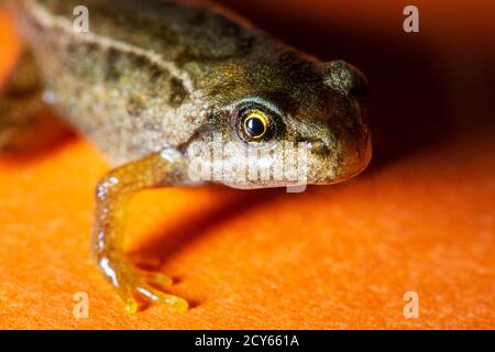 Froglet des Frosches (Rana temporaria) Crawling zusammen mit Orange Hintergrund Stockfoto