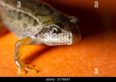 Froglet des Frosches (Rana temporaria) Crawling zusammen mit Orange Hintergrund Stockfoto