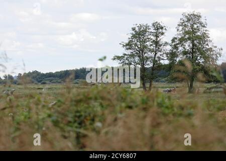 Schwimmende Wiese am Steinhuder Meer, winzlar. Stockfoto