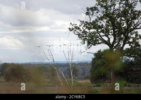 Schwimmende Wiese am Steinhuder Meer, winzlar. Stockfoto