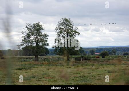 Schwimmende Wiese am Steinhuder Meer, winzlar. Stockfoto