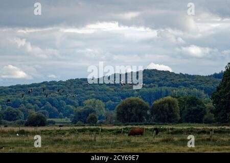 Schwimmende Wiese am Steinhuder Meer, winzlar. Stockfoto