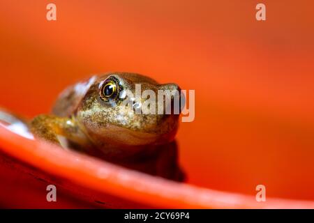 Froglet des Frosches (Rana temporaria) Über den Rand einer Schüssel gucken Stockfoto