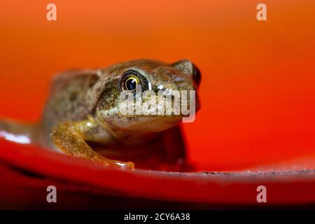 Froglet des Frosches (Rana temporaria) Über den Rand einer Schüssel gucken Stockfoto