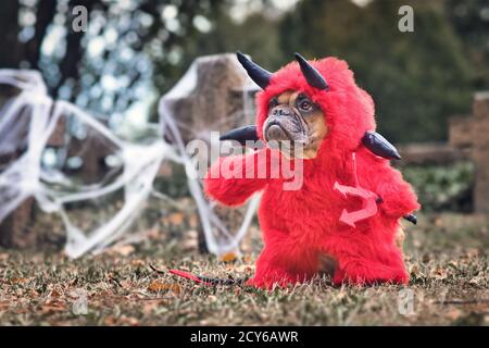 Französisch Bulldog Hund trägt rote Halloween Teufel Kostüm mit gefälschten Armen hält Pitchfork, mit Teufelsschwanz, Hörner und schwarze Fledermausflügel stehen vorne gr Stockfoto