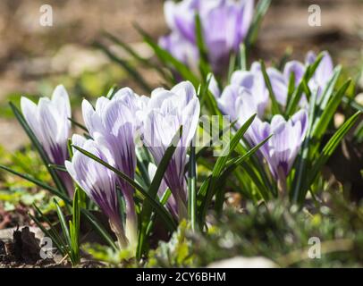 Krokusse blühen im Frühling im botanischen Garten Stockfoto