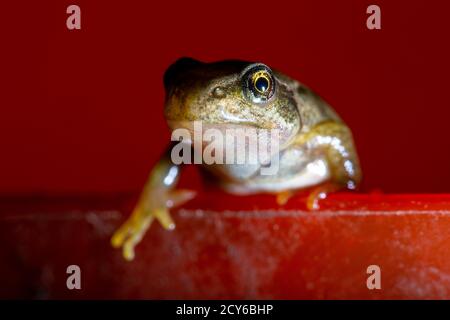 Froglet des Frosches (Rana temporaria) Über den Rand einer Schüssel gucken Stockfoto