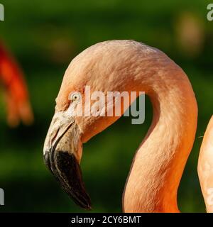 Nahaufnahme des schönen bunten orangefarbenen Flamingo, Kopfaufnahme Stockfoto