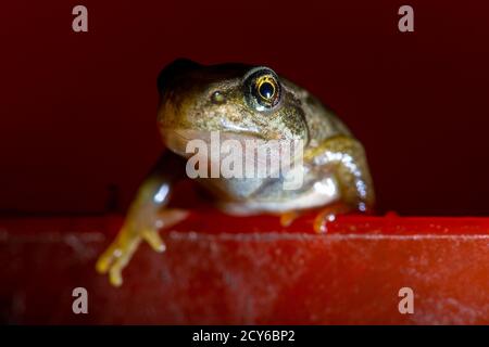 Froglet des Frosches (Rana temporaria) Über den Rand einer Schüssel gucken Stockfoto