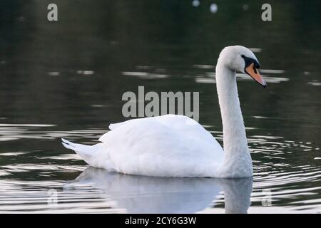 Stumm Schwan weiblich oder Stift auf Wasser. Cygnus olor, anatidae, Wasservögel. England, Großbritannien. Erwachsen, reif, Vogel, ausgewachsen. Weiß. Stockfoto