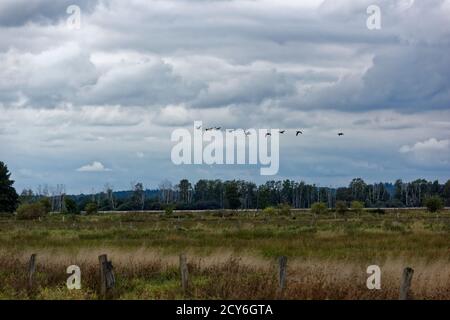 Schwimmende Wiese am Steinhuder Meer, winzlar. Stockfoto