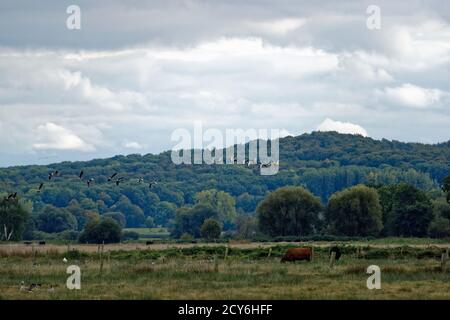 Schwimmende Wiese am Steinhuder Meer, winzlar. Stockfoto