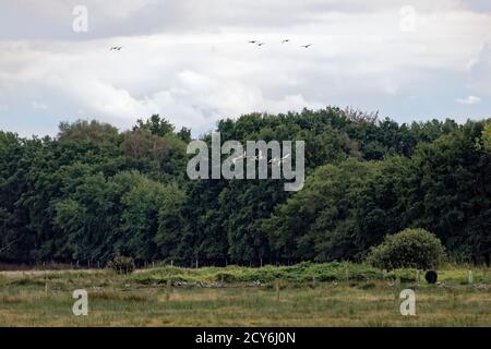 Schwimmende Wiese am Steinhuder Meer, winzlar. Stockfoto