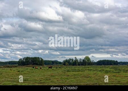 Schwimmende Wiese am Steinhuder Meer, winzlar. Stockfoto