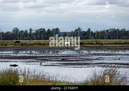 Schwimmende Wiese am Steinhuder Meer, winzlar. Stockfoto