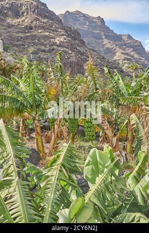 Wilde Bananenbäume auf den Kanarischen Inseln. Stockfoto