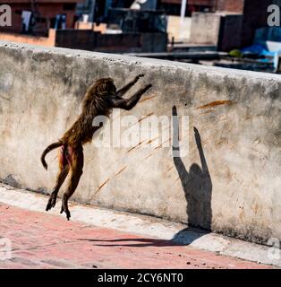 Der Affe springt auf eine Wand in Delhi, Indien Stockfoto