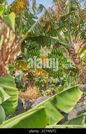 Wilde Bananenbäume auf den Kanarischen Inseln. Stockfoto