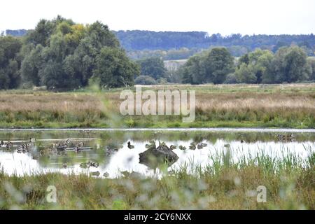 Schwimmende Wiese am Steinhuder Meer, winzlar. Stockfoto