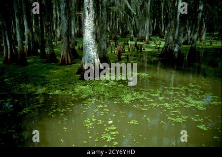 Bayou Szenen aus Louisiana, USA Stockfoto