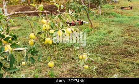 Ein Ast von Apfelbaum voll von frischen saftigen leckeren reifen Äpfeln im Obstgarten für Lebensmittel oder Apfelsaft. Herbsternte bei Sonnenuntergang. Ernte von Äpfeln in Stockfoto