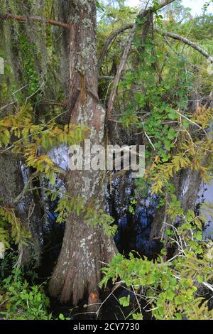 Bayou Szenen aus Louisiana, USA Stockfoto