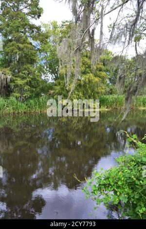 Bayou Szenen aus Louisiana, USA Stockfoto