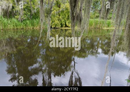 Bayou Szenen aus Louisiana, USA Stockfoto