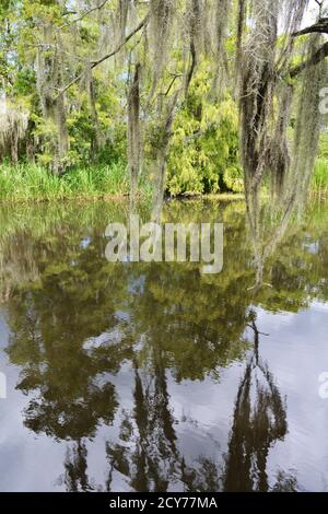 Bayou Szenen aus Louisiana, USA Stockfoto