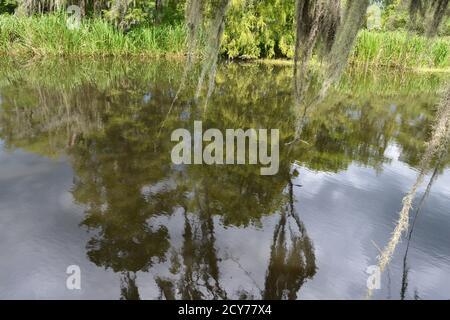 Bayou Szenen aus Louisiana, USA Stockfoto