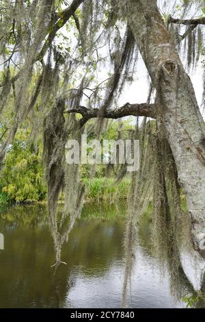 Bayou Szenen aus Louisiana, USA Stockfoto