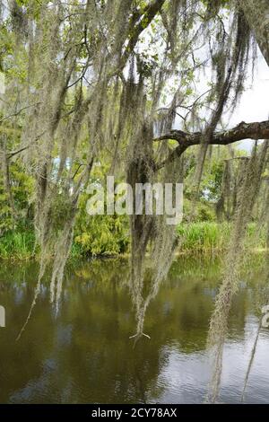 Bayou Szenen aus Louisiana, USA Stockfoto