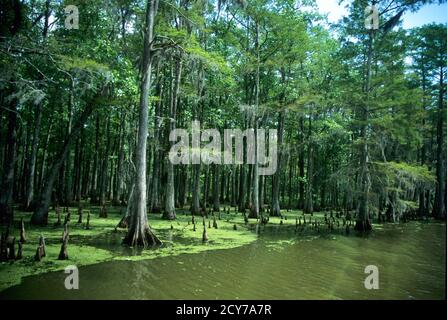 Bayou Szenen aus Louisiana, USA Stockfoto