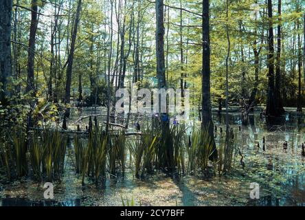 Bayou Szenen aus Louisiana, USA Stockfoto